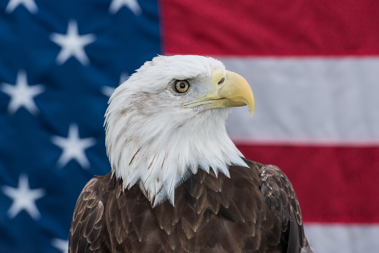 A bald eagle with the American flag int he background